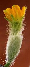  Female flower